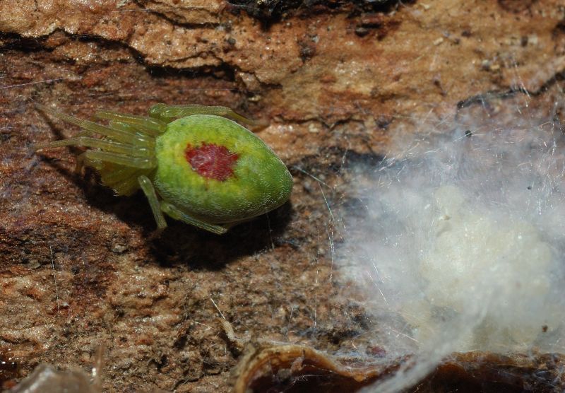 Nigma walkenaeri con macchia rossa